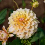 Bulbes à fleurs à planter au printemps - Dahlia Décoratif Seattle (x1) - face recto