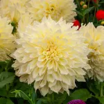 Bulbes à fleurs à planter au printemps - Dahlia décoratif à fleur géante Kelvin Floodlight XXL (x1) - face recto