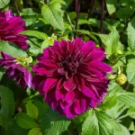 Bulbes à fleurs à planter au printemps - Dahlia décoratif à fleur géante Thomas Edison XXL (x1) - face recto