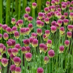 Bulbes à fleurs à planter à l'automne - Allium Sphaerocephalon (x30) - face recto