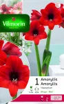 Bulbes à fleurs à planter à l'automne - Amaryllis Hippeastrum Rouge (x1) - PACKAGING_RECTO