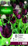 Bulbes à fleurs à planter à l'automne - Tulipe Black Parrot (x8) - PACKAGING_RECTO