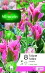 Bulbes à fleurs à planter à l'automne - Tulipe Viridiflora China Town (x8) - PACKAGING_RECTO