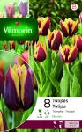Bulbes à fleurs à planter à l'automne - Tulipe Triomphe Gavota (x8) - PACKAGING_RECTO