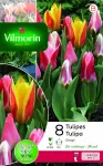 Bulbes à fleurs à planter à l'automne - Tulipe Greigii en Mélange (x8) - face recto