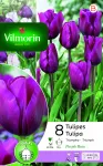 Bulbes à fleurs à planter à l'automne - Tulipe Triomphe Purple Rain (x8) - face recto