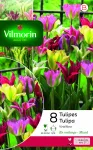 Bulbes à fleurs à planter à l'automne - Tulipe Viridiflora Viridiflora en Mélange (x8) - PACKAGING_RECTO