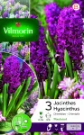 Bulbes à fleurs à planter à l'automne - Jacinthe Woodstock (x3) - PACKAGING_RECTO