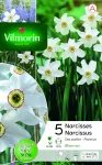 Bulbes à fleurs à planter à l'automne - Narcisse Recurvus (x5) - PACKAGING_RECTO