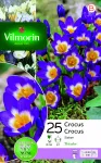 Bulbes à fleurs à planter à l'automne - Crocus Sieberi (x25) - face recto