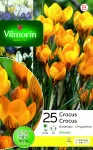 Bulbes à fleurs à planter à l'automne - Crocus Dorothy (x25) - face recto