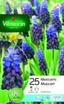 Bulbes à fleurs à planter à l'automne - Muscari Latifolium (x25) - PACKAGING_RECTO