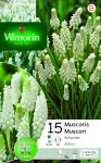 Bulbes à fleurs à planter à l'automne - Muscari Botryoides (x15) - face recto