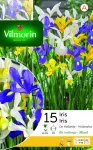 Bulbes à fleurs à planter à l'automne - Iris De Hollande En Mélange (x15) - face recto