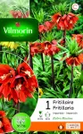 Bulbes à fleurs à planter à l'automne - Fritillaire Imperialis Rubra (x1) - PACKAGING_RECTO