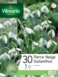 Bulbes à fleurs à planter à l'automne - Perce Neige Woronowii (x30) - PACKAGING_RECTO