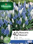 Bulbes à fleurs à planter à l'automne - Muscari en Mélange (x40) - PACKAGING_RECTO