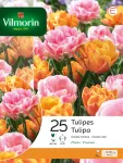 Bulbes à fleurs à planter à l'automne - Tulipe Finola Double Tardive en Mélange (x25) - face recto