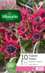 Bulbes à fleurs à planter à l'automne - Tulipe Pulchella Little Beauty (x10) - PACKAGING_RECTO