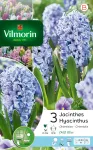 Bulbes à fleurs à planter à l'automne - Jacinthe Delft Blue (x3) - PACKAGING_RECTO