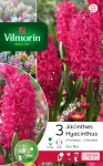 Bulbes à fleurs à planter à l'automne - Jacinthe Jan Bos (x3) - PACKAGING_RECTO