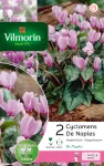 Bulbes à fleurs à planter à l'automne - Cyclamen Hederifolium de Naples (x2) - face recto