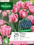 Bulbes à fleurs à planter à l'automne - Tulipes et Muscaris (x35) - face recto
