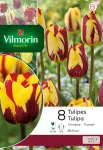 Bulbes à fleurs à planter à l'automne - Tulipe Triomphe Helmar - face recto