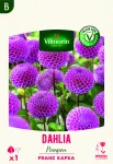 Bulbes à fleurs à planter au printemps - Dahlia pompon Franz Kafka (x1) - PACKAGING_RECTO