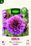 Bulbes à fleurs à planter au printemps - Dahlia Mambo (x1) - face recto