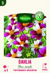 Bulbes à fleurs à planter au printemps - Dahlia Fleur Simple Twyning's Smartie (x1) - face recto