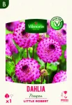 Bulbes à fleurs à planter au printemps - Dahlia pompon Little Robert (x1) - face recto
