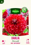 Bulbes à fleurs à planter au printemps - Dahlia Décoratif Mr. Optimist (x1) - PACKAGING_RECTO