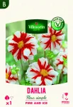 Bulbes à fleurs à planter au printemps - Dahlia Fleur simple Fire and Ice (x1) - PACKAGING_RECTO