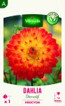 Bulbes à fleurs à planter au printemps - Dahlia Décoratif Procyon (x1) - PACKAGING_RECTO