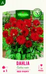 Bulbes à fleurs à planter au printemps - Dahlia Cactus nain Red Pigmy (x1) - PACKAGING_RECTO