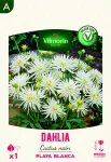 Bulbes à fleurs à planter au printemps - Dahlia Cactus nain Playa Blanca (x1) - PACKAGING_RECTO