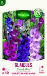Bulbes à fleurs à planter au printemps - Glaïeuls Grande Fleur Violet en Mélange (x10) - face recto