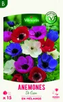 Bulbes à fleurs à planter au printemps - Anémone Coronaria De Caen en Mélange (x15) - PACKAGING_RECTO