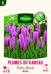 Bulbes à fleurs à planter au printemps - Liatris Spicata Bleue (x12) - PACKAGING_RECTO