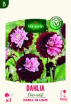 Bulbes à fleurs à planter au printemps - Dahlia Daria In Love (x1) - face recto