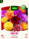 Bulbes à fleurs à planter au printemps - Dahlia Cactus nain (x4) - face recto