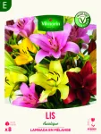 Bulbes à fleurs à planter au printemps - Lis Asiatique Lambada en Mélange (x8) - face recto