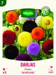Bulbes à fleurs à planter au printemps - Dahlia Pompon en Mélange (x5) - face recto
