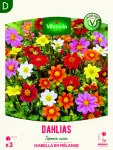 Bulbes à fleurs à planter au printemps - Dahlia Topmix nain Isabella en Mélange (x3) - face recto