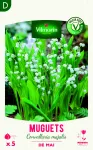 Bulbes à fleurs à planter au printemps - Muguet Convallaria Majalis (x5) - face recto