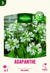 Bulbes à fleurs à planter au printemps - Agapanthe Umbelatum Blanc (x1) - PACKAGING_RECTO