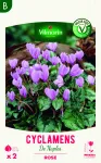 Bulbes à fleurs à planter au printemps - Cyclamen de Naples (x2) - PACKAGING_RECTO