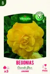 Bulbes à fleurs à planter au printemps - Bégonia Grande fleur jaune (x3) - PACKAGING_RECTO
