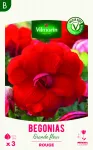Bulbes à fleurs à planter au printemps - Bégonia Grande fleur rouge (x3) - PACKAGING_RECTO